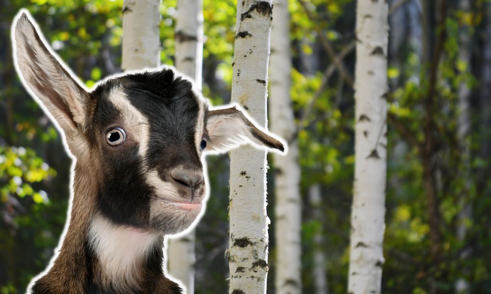 Can Goats Eat Birch Trees?