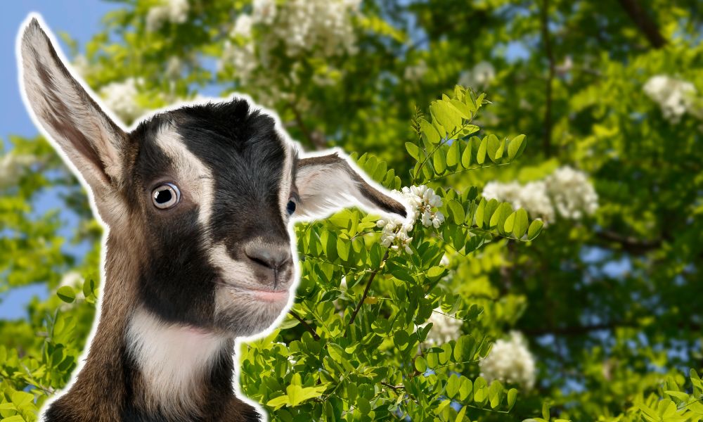 Can Goats Eat Black Locust?