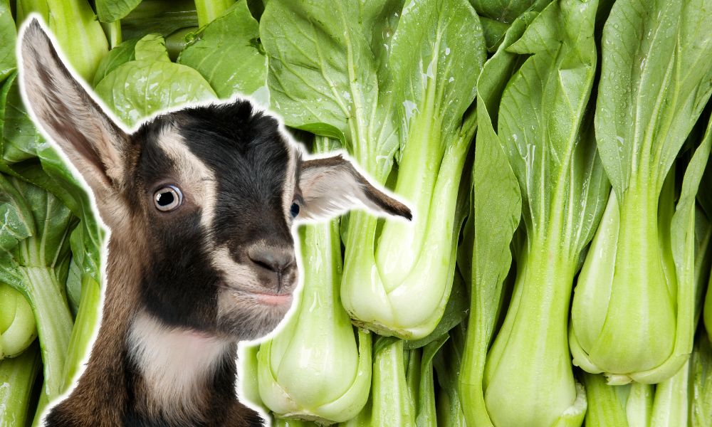 Can Goats Eat Bok Choy?