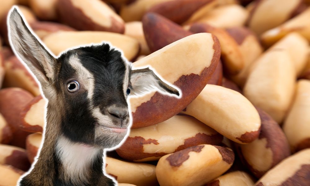 Can Goats Eat Brazil Nuts