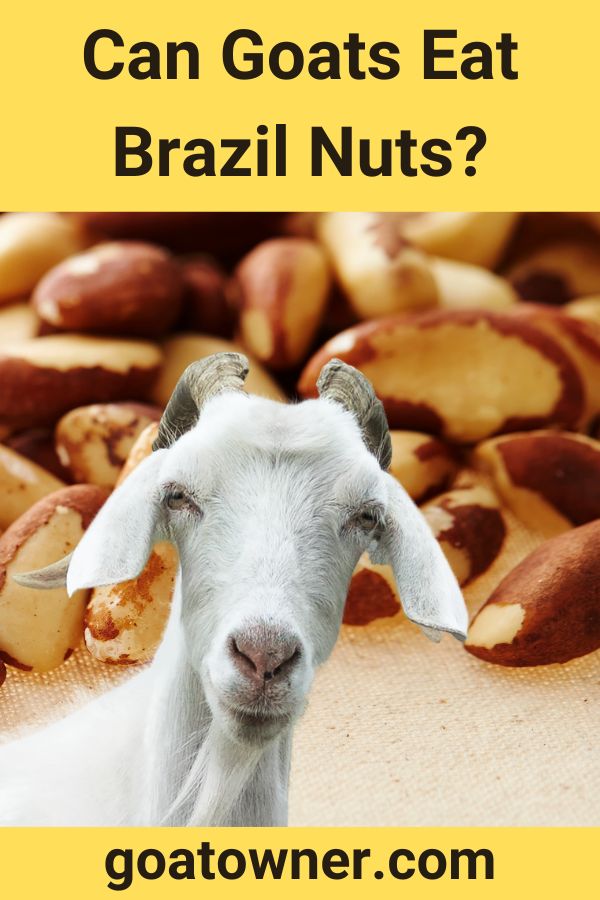 can-goats-eat-brazil-nuts-are-they-safe-goat-owner