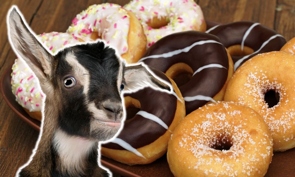Can Goats Eat Donuts?