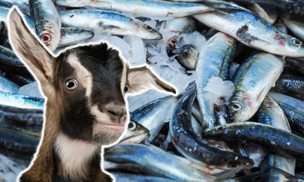 Can Goats Eat Fish?