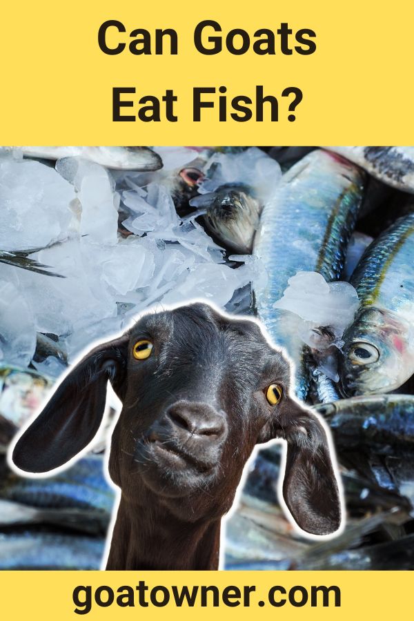 can-goats-eat-fish-answered-goat-owner