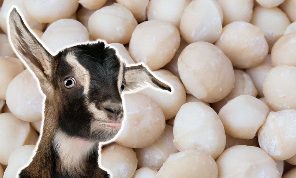 Can Goats Eat Macadamia Nuts?