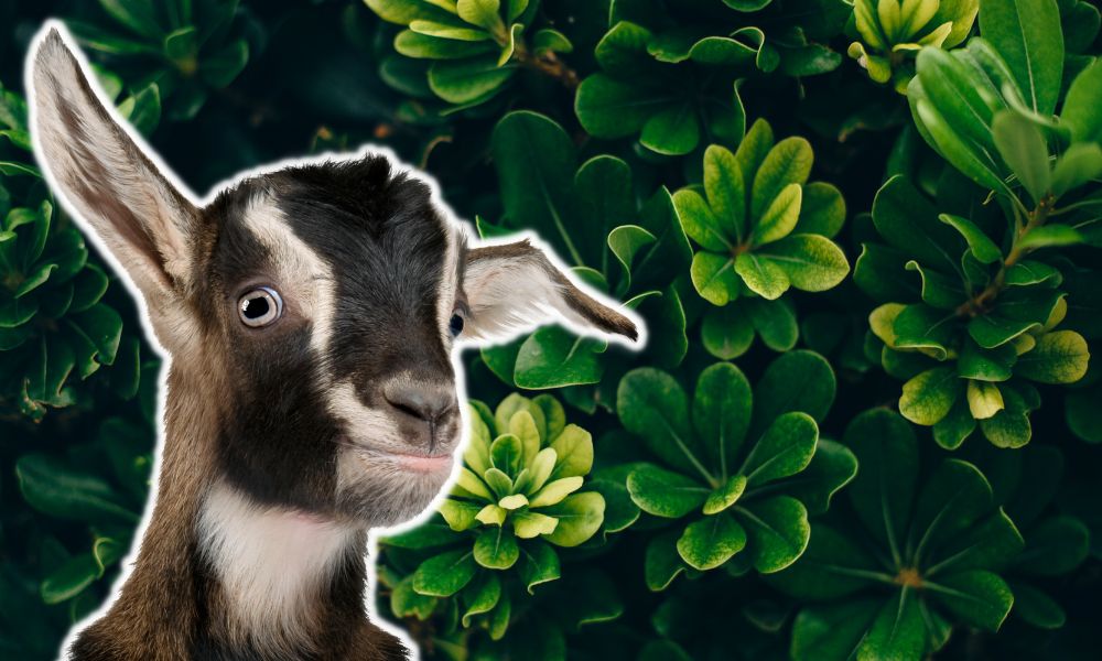 Can Goats Eat Magnolia Leaves?
