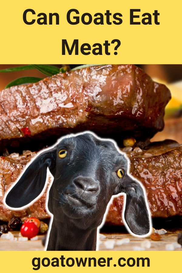 Can Goats Eat Meat? (Find Out!) Goat Owner