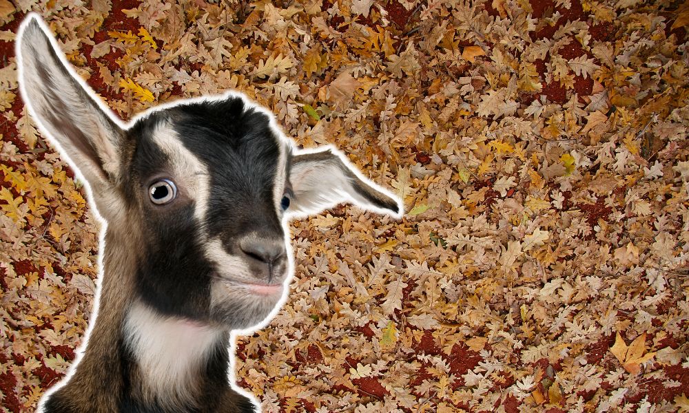 Can Goats Eat Oak Leaves?