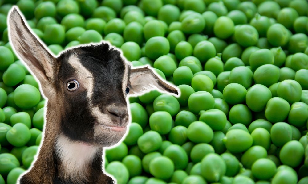Can Goats Eat Peas?