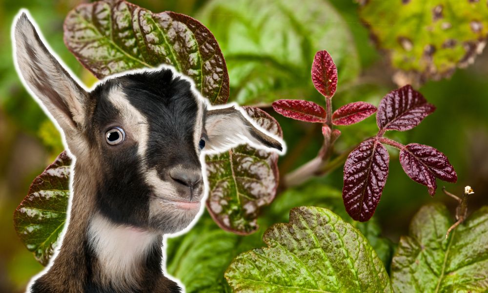 Can Goats Eat Poison Oak?