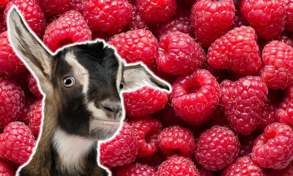 Can Goats Eat Raspberries?