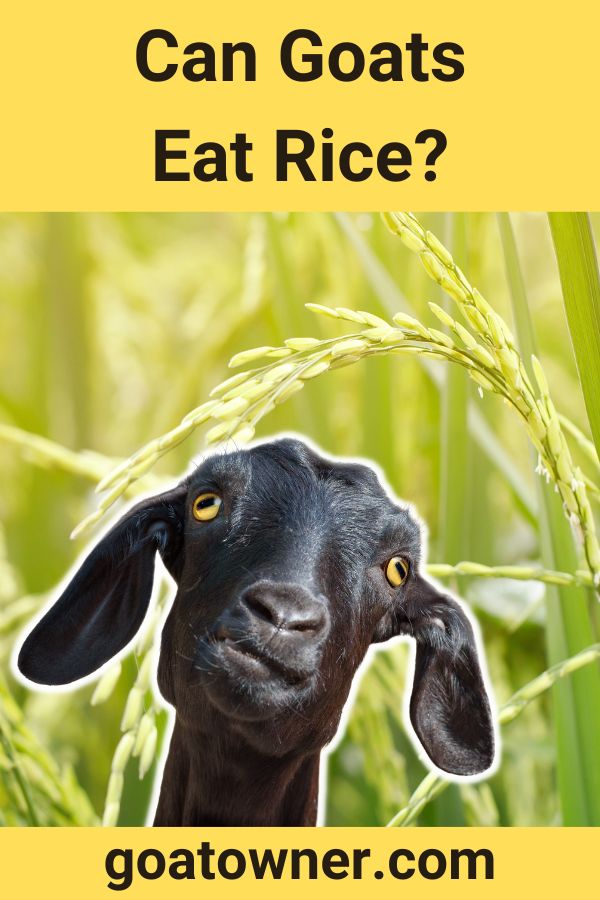 Can Goats Eat Rice? (Answered!) Goat Owner