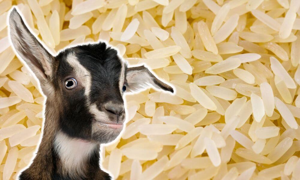 Can Goats Eat Rice