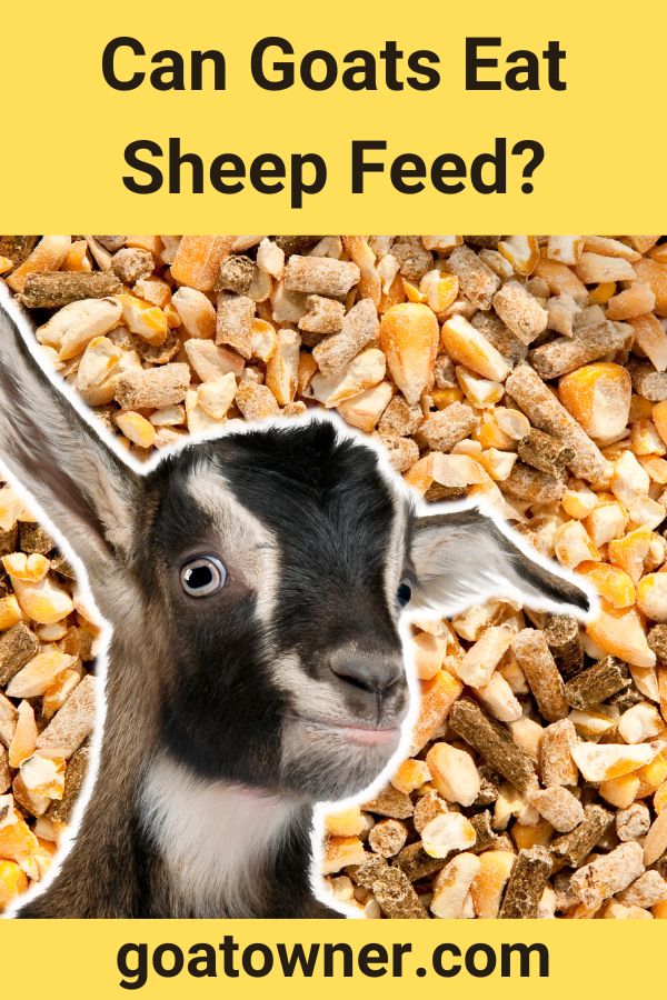 Can Goats Eat Sheep Feed?