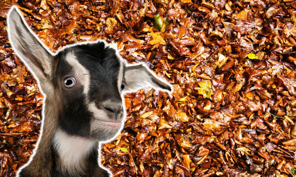 Can Goats Eat Sycamore Leaves?