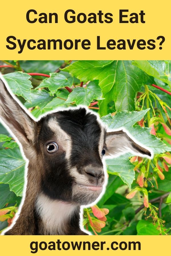 Can Goats Eat Sycamore Leaves? (Answered!) Goat Owner