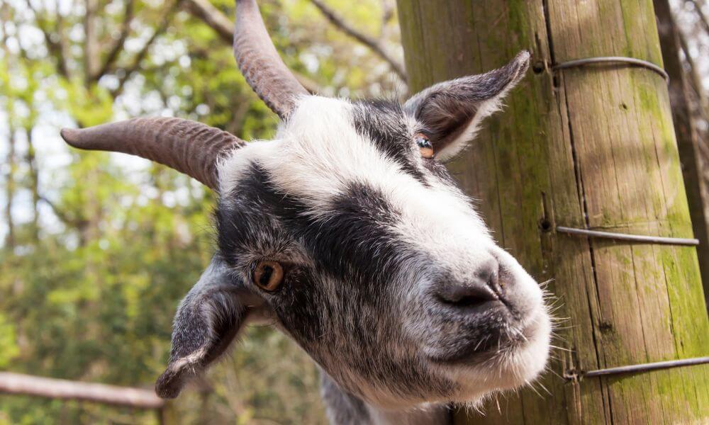 Can Goats Have ADHD?