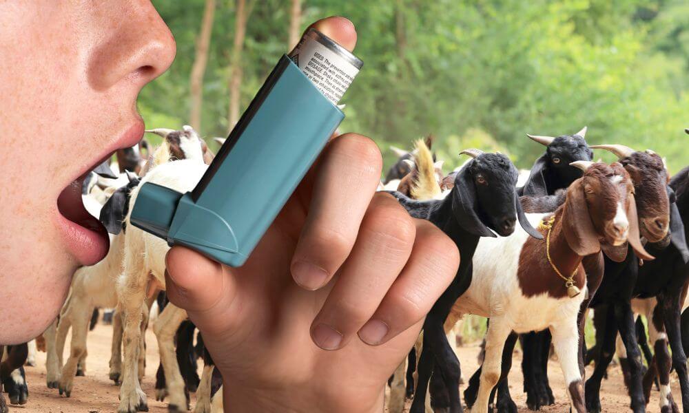 Can Goats Have Asthma?