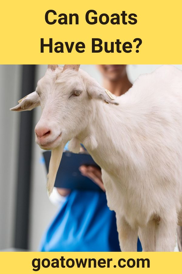 Can Goats Have Bute? (Find Out!) - Goat Owner