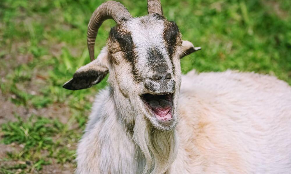 Can Goats Have Strokes?