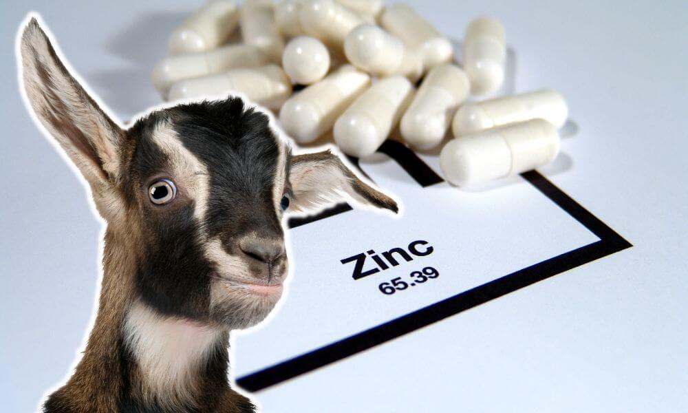 Can Goats Have Zinc?