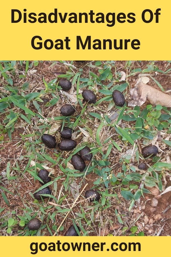 Disadvantages Of Goat Manure (Are There Any?) Goat Owner