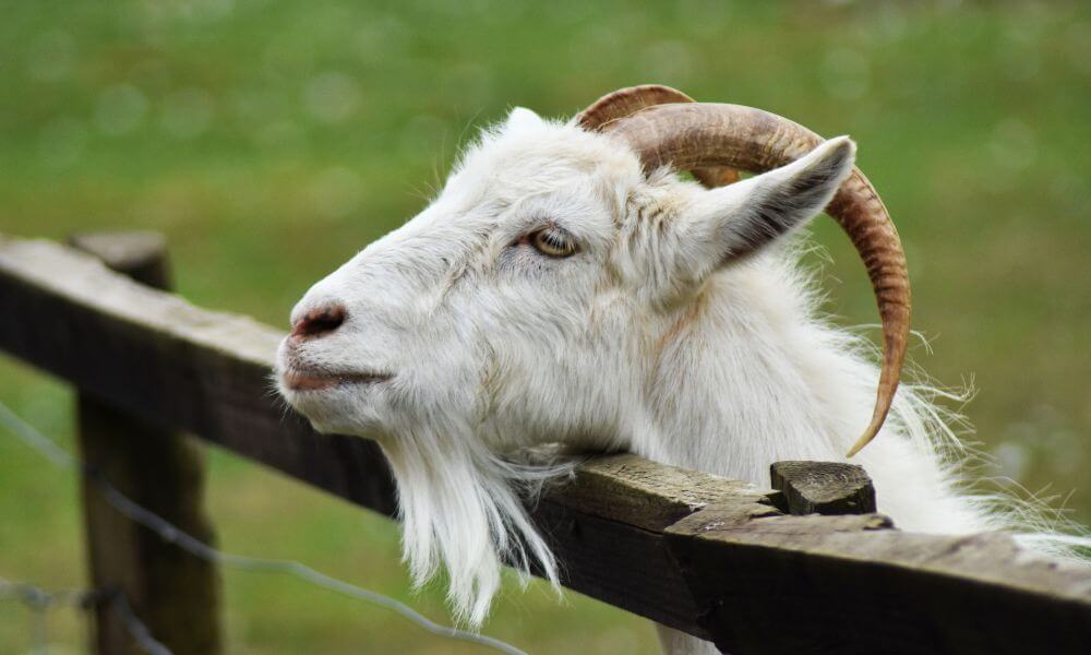 Symptoms Of Pneumonia In Goats
