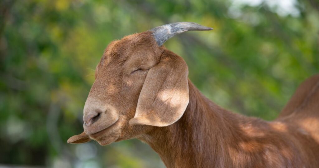 goat-facts-with-photos-goat-owner