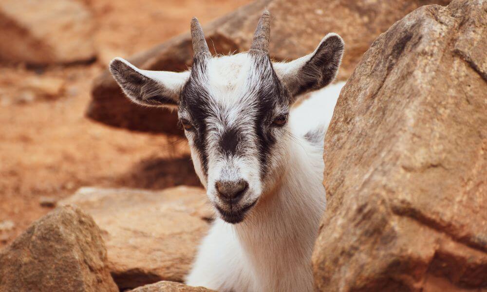 What Are Pygmy Goats Used For