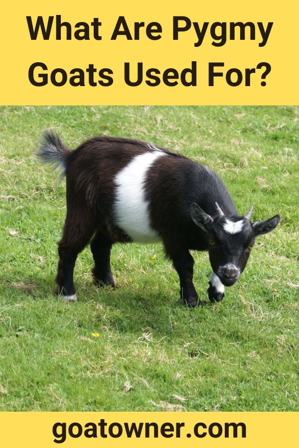 What Are Pygmy Goats Used For? (Revealed!) - Goat Owner