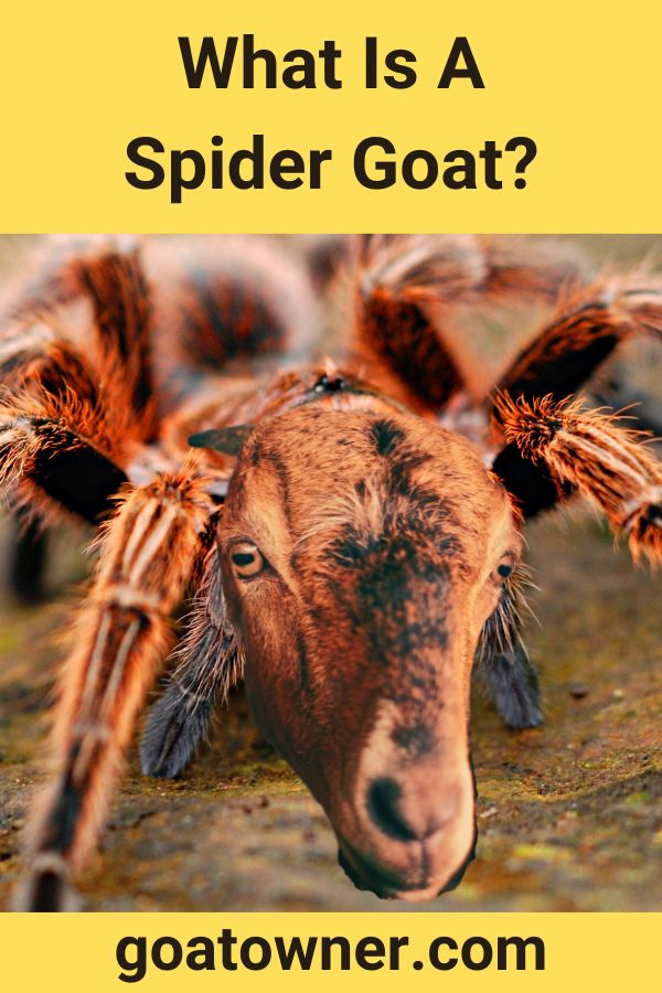 What Is A Spider Goat?