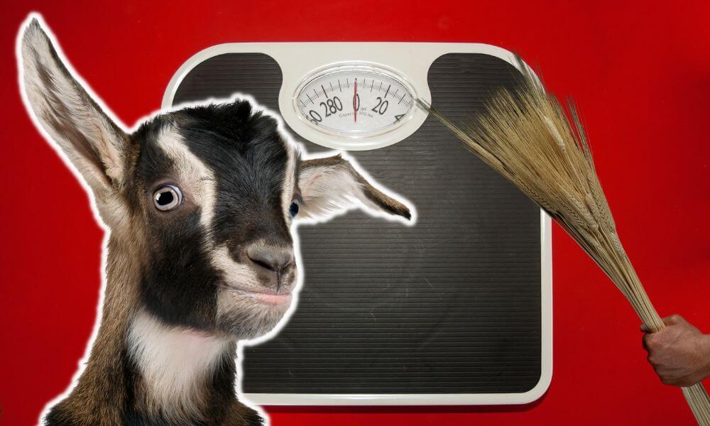 What To Feed Goats To Gain Weight
