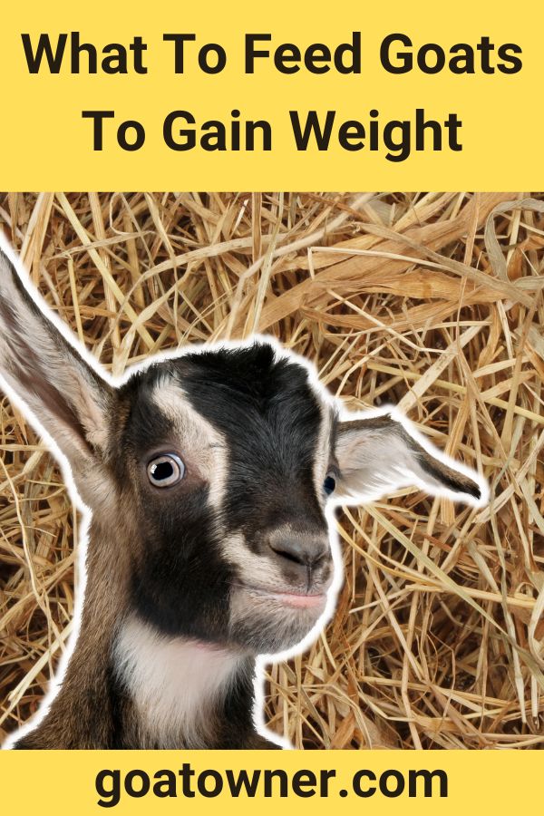 What To Feed Goats To Gain Weight (8 Ideas!) - Goat Owner