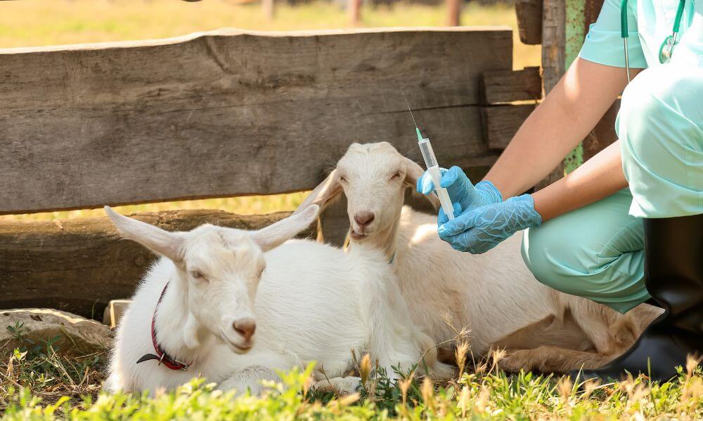 What Vaccines Do Goats Need?