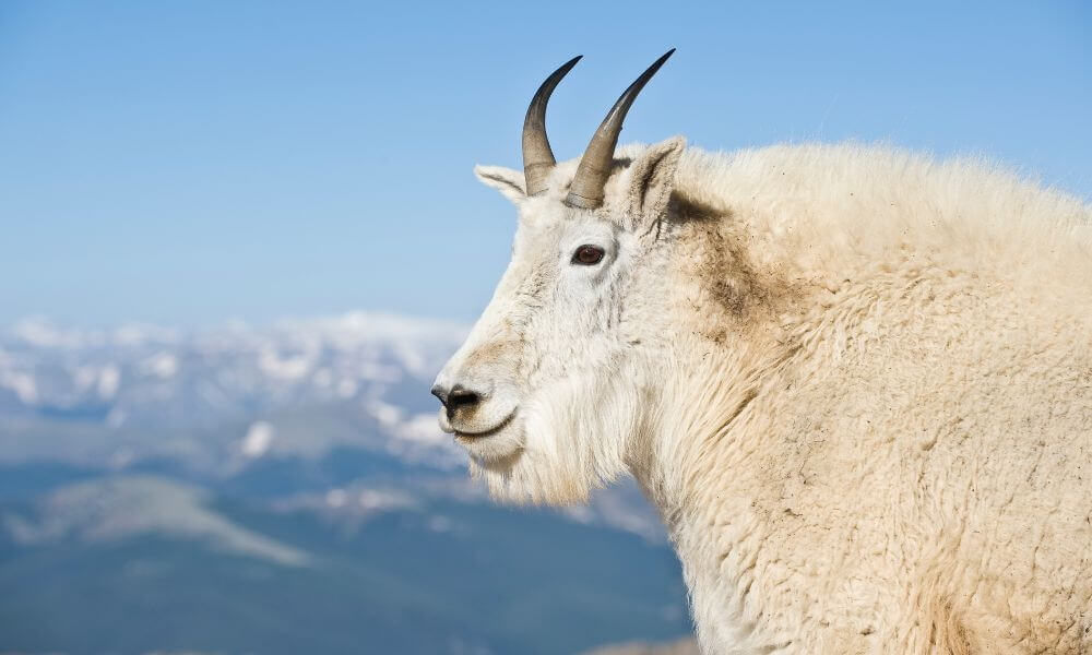 Where Do Mountain Goats Live?