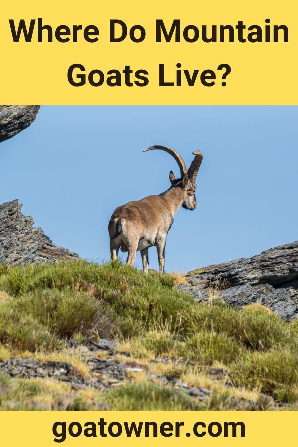 Where Do Mountain Goats Live Find Out Goat Owner where-do-mountain-goats-live-find-out-goat-owner