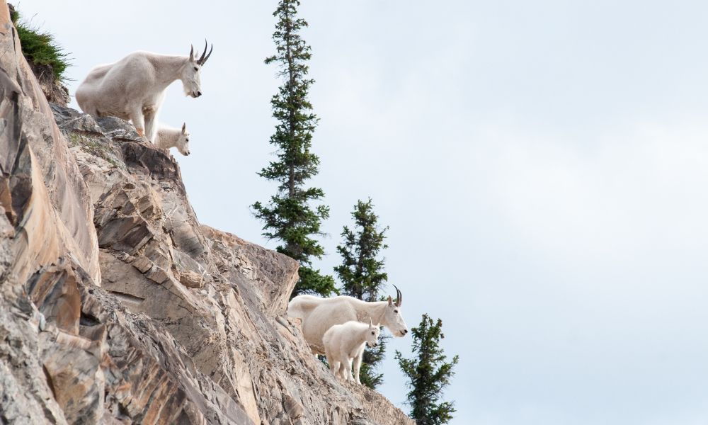 Why Do Goats Climb Mountains?