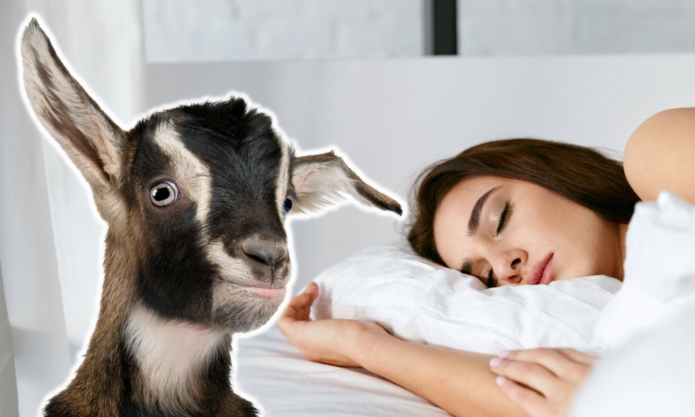 Baby Goat In Dream Meaning