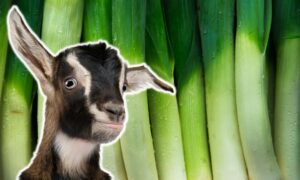 Can Goats Eat Leeks? (Revealed!)