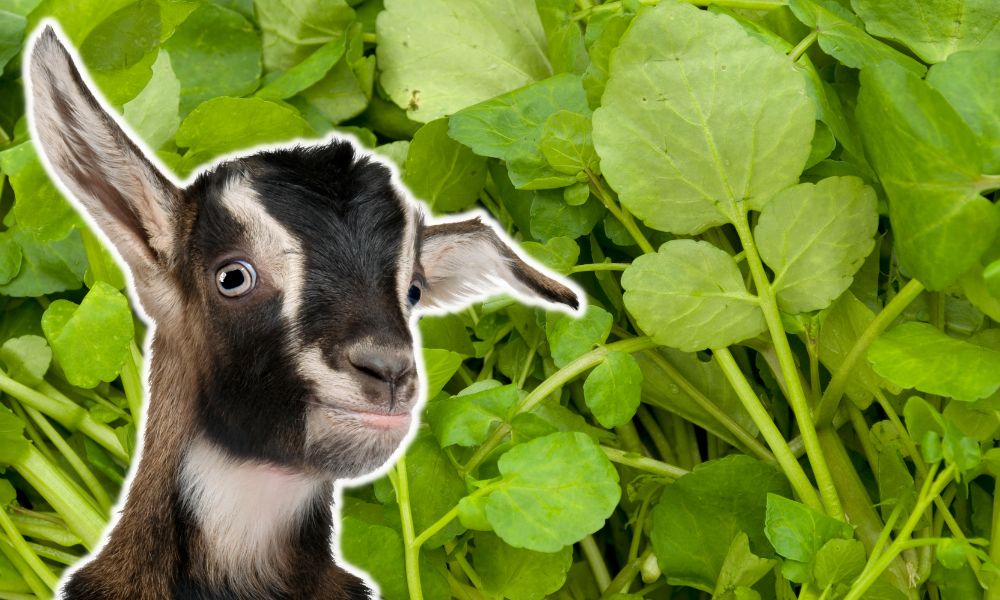 Can Goats Eat Watercress?