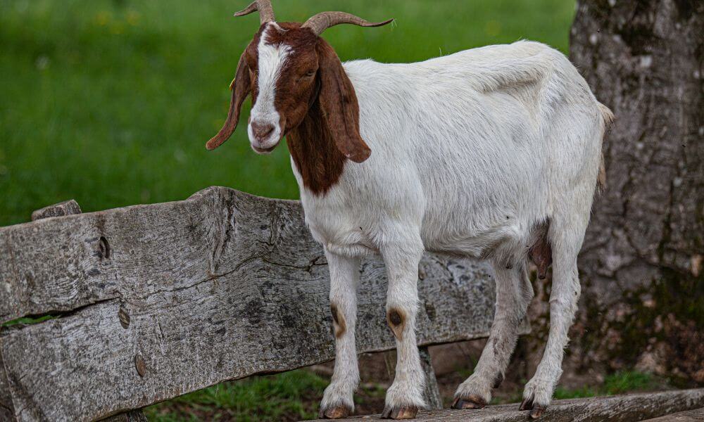 Can Goats Walk Backwards?