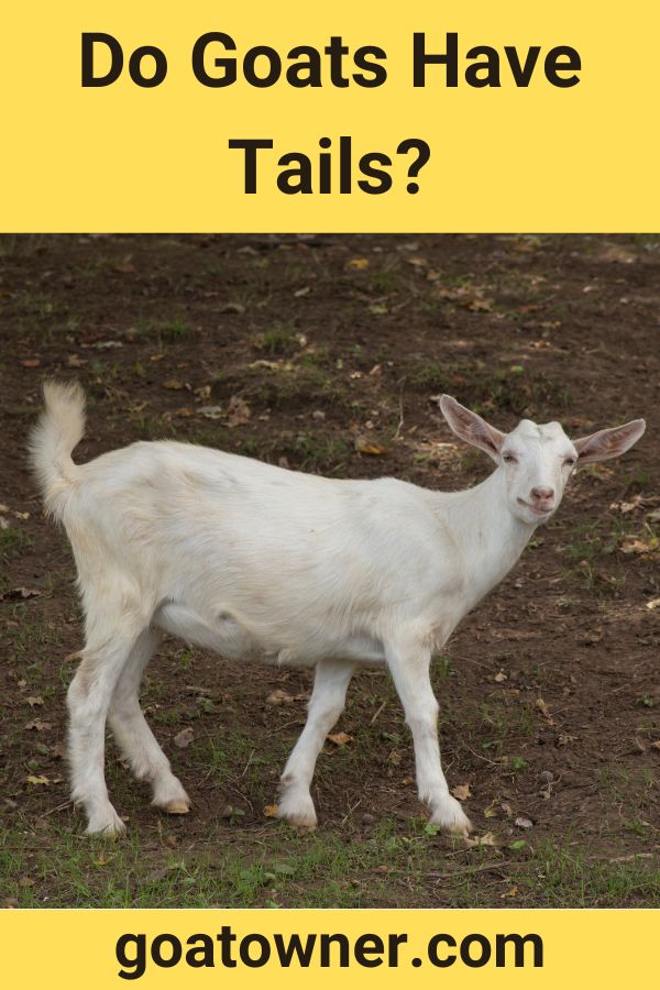 Do Goats Have Tails? (Revealed!) - Goat Owner