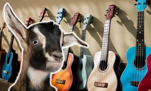 Do Goats Like Music? (Find Out!)