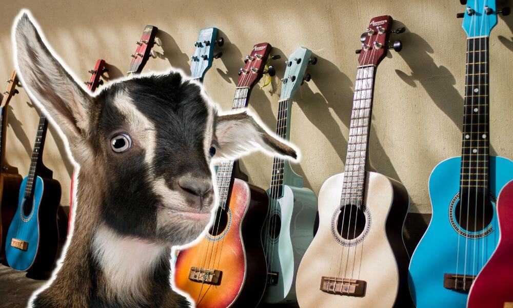 Do Goats Like Music