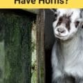 Do Pygmy Goats Have Horns?