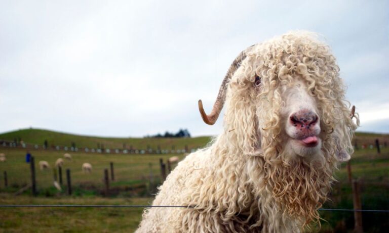 Do Pygmy Goats Have Horns Helpful Content Goat Owner