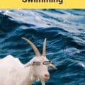 Dream About Goats Swimming