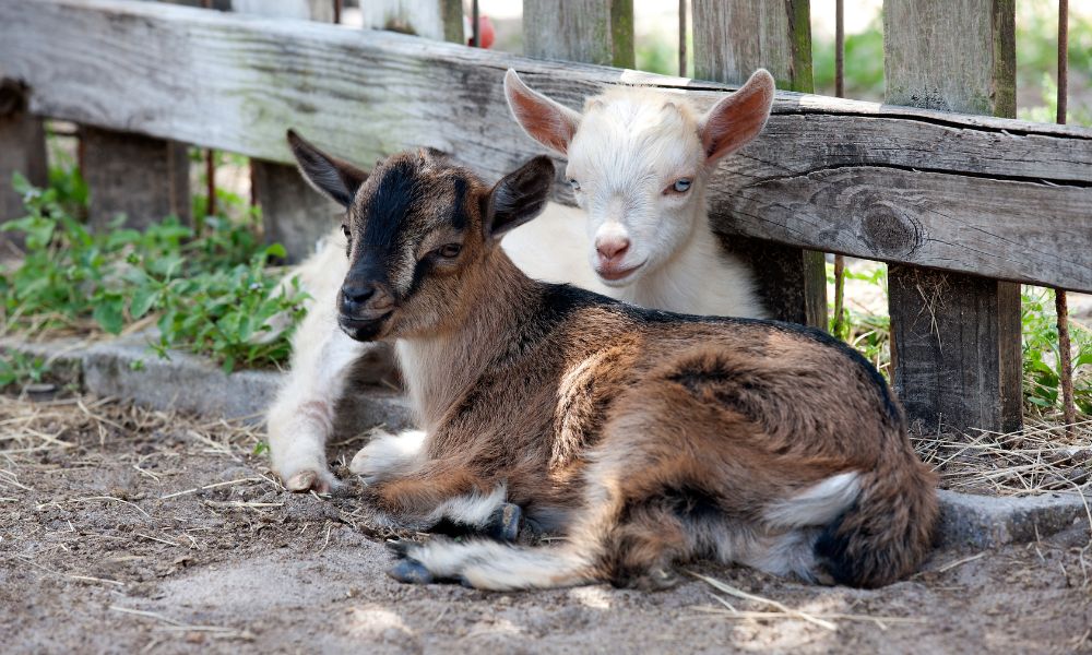 How Big Do Nigerian Dwarf Goats Get?