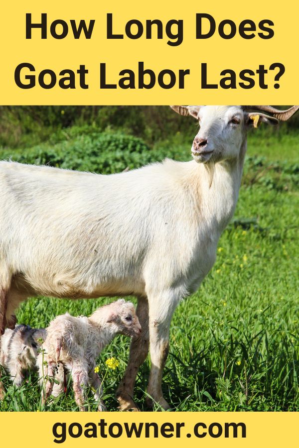 How Long Does Goat Labor Last? (Answered!) - Goat Owner