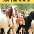 How Many Goats Are You Worth?